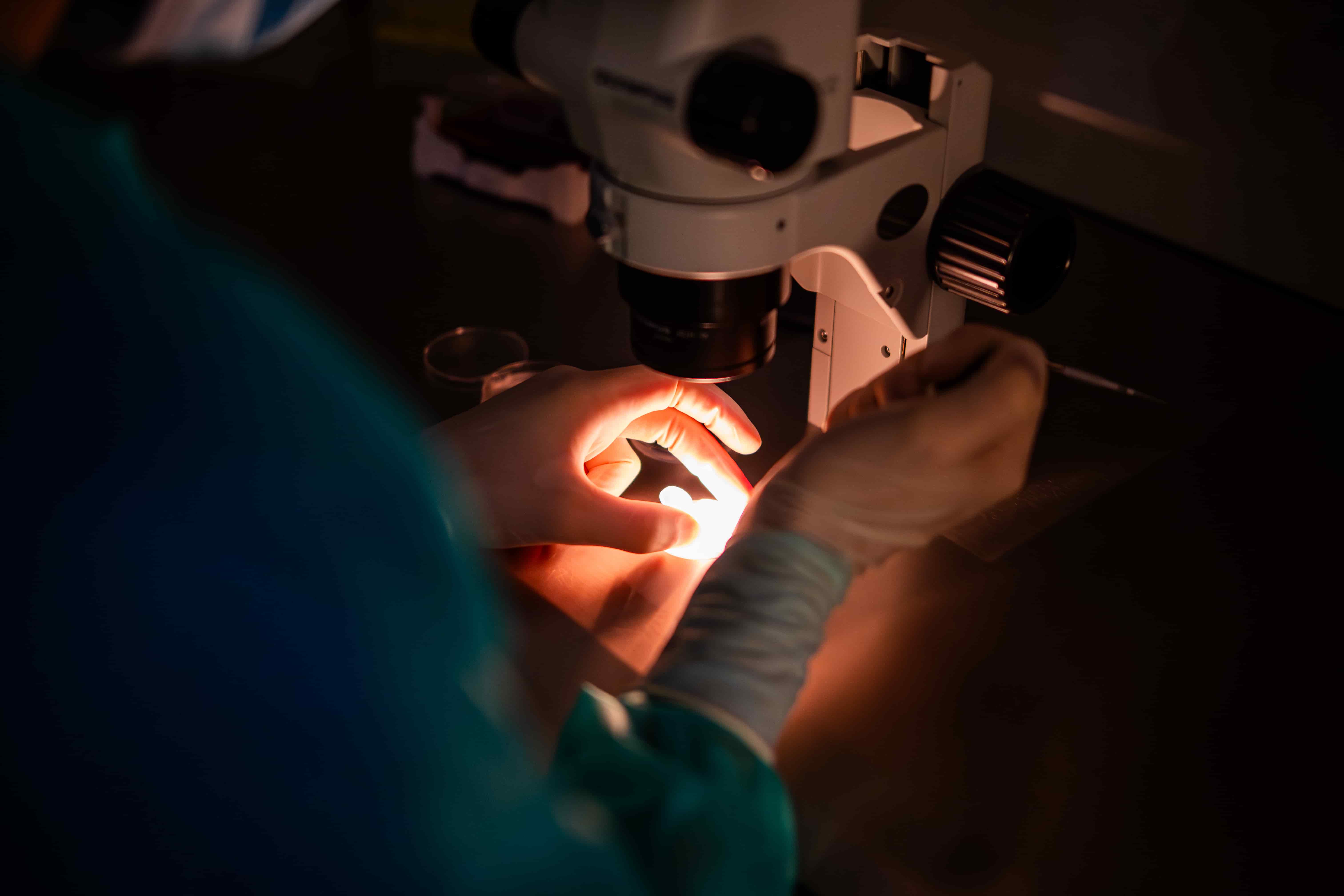EmbryoScope+ — monitoraggio time-lapse